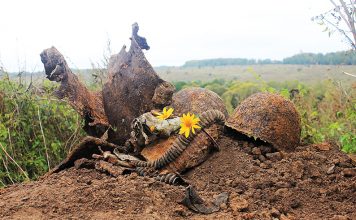 Страницы истории: Тульская земля весной 1943 года